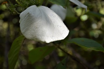 White flowers and tiny water droplets 