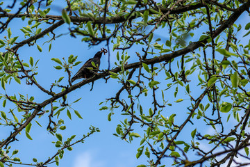 Sturnus vulgaris starling with a worm in its beak sits on a branch with green young leaves. The concept of renewal and spring-summer happiness