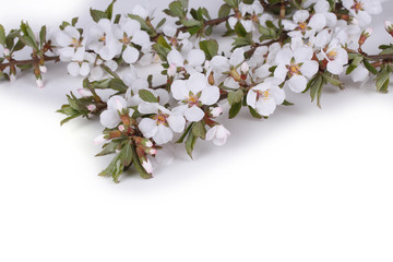 Nanking cherry flowers isolated on white background. Sakura
