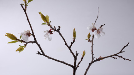 Sakura blossom on gray background