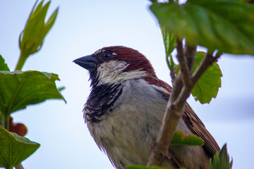 Bird Staring