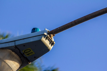 Bird Perched on a Lightpost