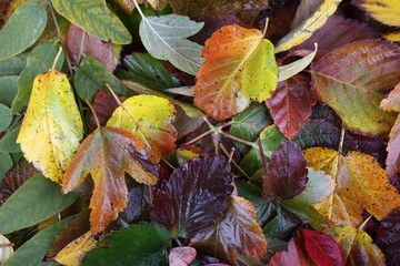 Autumn leaves