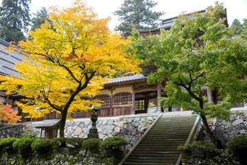 Fototapeta na wymiar Fall at Eihei-Ji Temple in Fukui, Japan