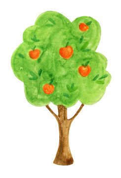Green, cartoon tree of apple tree, in watercolor on a white background. Fruit, garden plants. Children's illustration with paints. Red apples ..