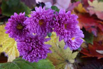 Chrysanthemums and autumn leaves