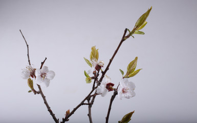 Sakura blossom on gray background