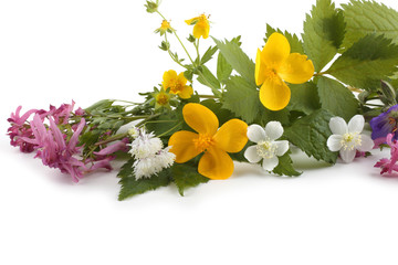 Wild forest flowers isolated on white background. (Spring Far Eastern flowers)
