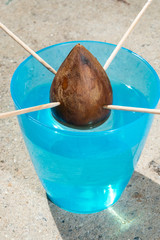 アボガドを種から育てる