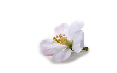 Naklejka na ściany i meble Apple flower isolated on white background