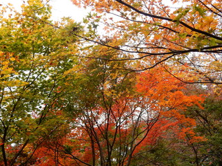 紅葉