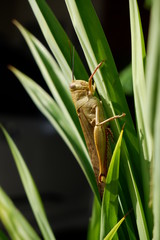 grasshopper on the grass