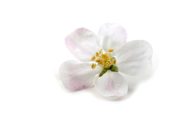 Fototapeta na wymiar Apple flower isolated on white background