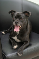 犬の動作　リラックス