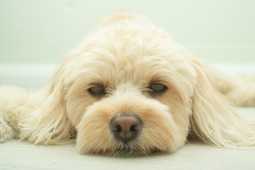 犬の種類　キャバプー