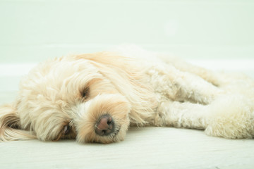 犬の種類　キャバプー