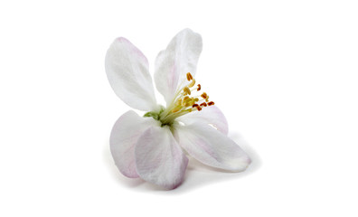 Apple flower isolated on white background