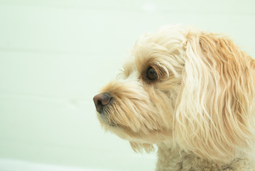 犬の種類　キャバプー