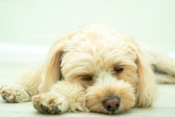 犬の種類　キャバプー