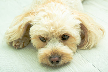 犬の種類　キャバプー