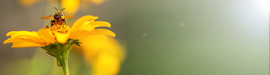 Pčela i cvijet. Natpis. Izbliza velike prugaste pčele koja sakuplja pelud na žutom cvijetu u sunčanom svijetlom danu. Makro vodoravna fotografija. Ljetna i proljetna pozadina