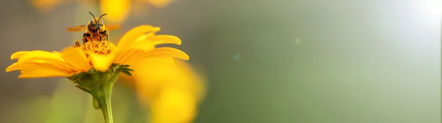  Bij en bloem. Banier. Close up van een grote gestreepte bij die stuifmeel verzamelt op een gele bloem op een zonnige heldere dag. Macro horizontale fotografie. Zomer en lente achtergronden © borislav15
