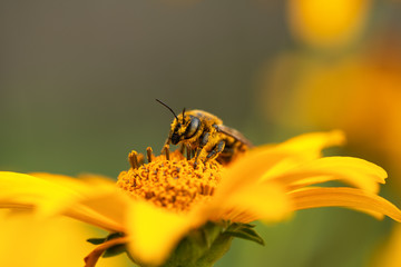 .Bee and flower. Close up of a large striped bee collecting pollen on a yellow flower on a Sunny bright day. Macro horizontal photography. Summer and spring backgrounds