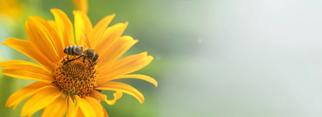 Rolgordijnen .Bij en bloem. Banier. Close up van een grote gestreepte bij die stuifmeel verzamelt op een gele bloem op een zonnige heldere dag. Macro horizontale fotografie. Zomer en lente achtergronden © borislav15