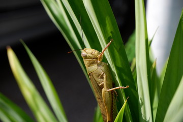 grasshopper on the grass