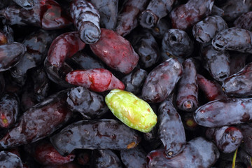 Honeysuckle berries background