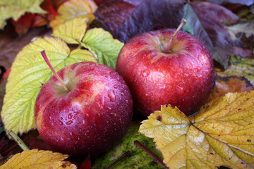 Apples on autumn leaves