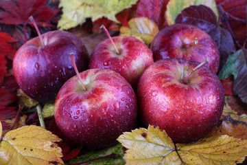 Naklejka na ściany i meble Apples on autumn leaves