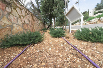 Drip irrigation tubes - Purple color that indicates the use of recycled water, in an urban garden...