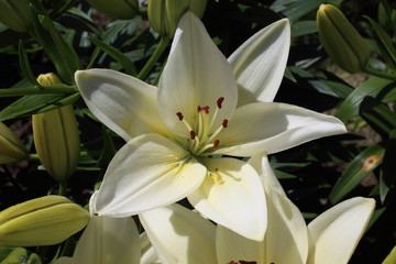 Fototapeta premium Growing white lilies
