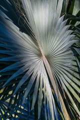 Obraz premium Palm leaves. Botanical Gardens of El Huerto del Cura in Elche near Alicante. Alicante province. Spain