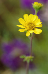 Flowers, Hart Prarie, San Francisco Peaks, Arizona