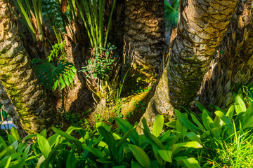 Botanical Gardens of El Huerto del Cura in Elche near Alicante. Alicante province. Spain