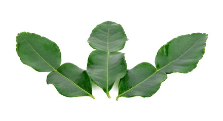 Kaffir lime leaf isolated on white background