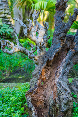Botanical Gardens of El Huerto del Cura in Elche near Alicante. Alicante province. Spain