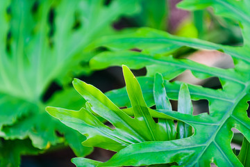 Obraz premium Botanical Gardens of El Huerto del Cura in Elche near Alicante. Alicante province. Spain