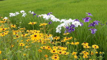 Fototapeta premium 花