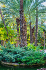 Botanical Gardens of El Huerto del Cura in Elche near Alicante. Alicante province. Spain