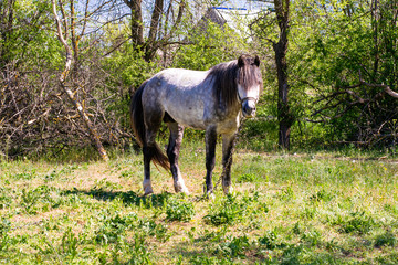 a horse grazing among trees on green grass