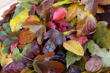 Autumn leaves