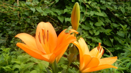 Obraz premium 百合の花