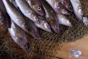 Obraz premium Saffron cod on net