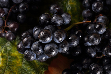 Black wine grape on table