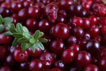 Cranberries background