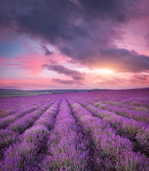Peel and stick wall murals Aubergine Meadow of lavender.