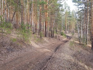 Dirt road in the forest